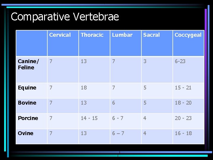 Comparative Vertebrae Cervical Thoracic Lumbar Sacral Coccygeal Canine/ Feline 7 13 7 3 6