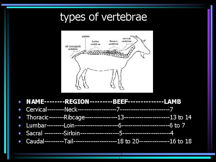 types of vertebrae • • • NAME----REGION-----BEEF-------LAMB Cervical----Neck---------7 ------------7 Thoracic-------Ribcage--------13 -----------13 to 14 Lumbar----Loin----------6