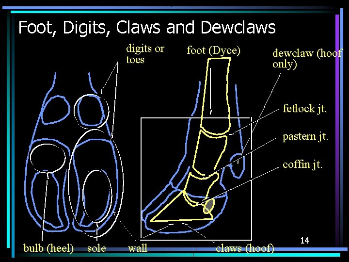 Foot, Digits, Claws and Dewclaws digits or toes foot (Dyce) dewclaw (hoof only) fetlock