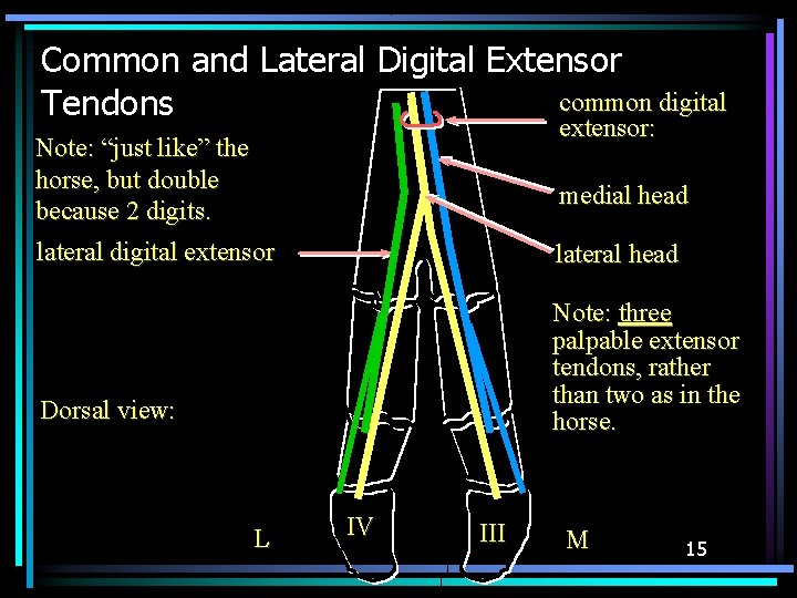 Common and Lateral Digital Extensor common digital Tendons extensor: Note: “just like” the horse,