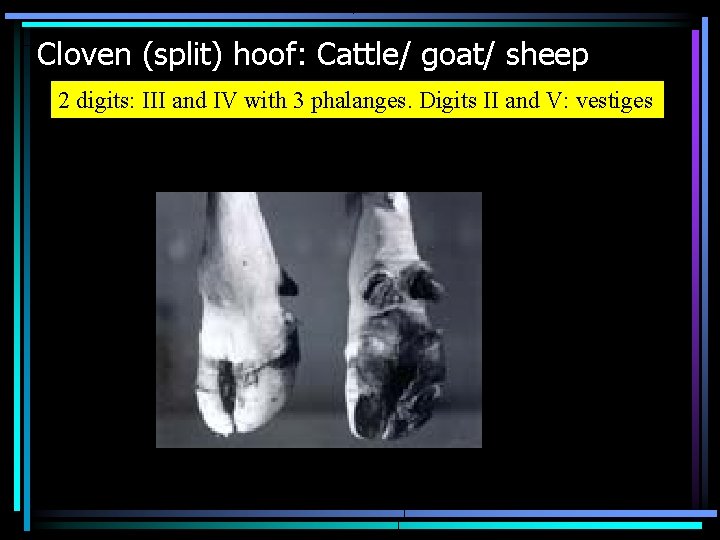 Cloven (split) hoof: Cattle/ goat/ sheep 2 digits: III and IV with 3 phalanges.
