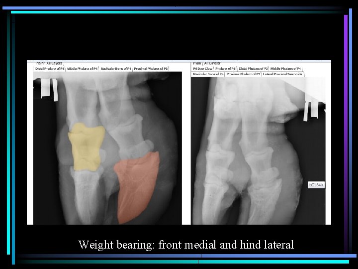 Weight bearing: front medial and hind lateral 