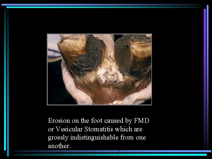 Erosion on the foot caused by FMD or Vesicular Stomatitis which are grossly indistinguishable