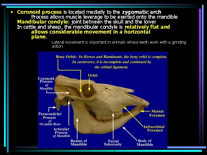  • Coronoid process is located medially to the zygomatic arch Process allows muscle
