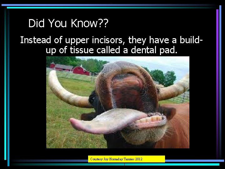 Did You Know? ? Instead of upper incisors, they have a buildup of tissue