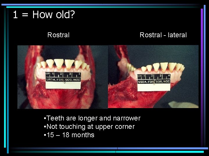 1 = How old? Rostral - lateral • Teeth are longer and narrower •