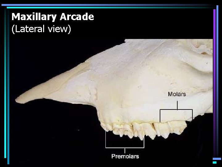 Maxillary Arcade (Lateral view) 