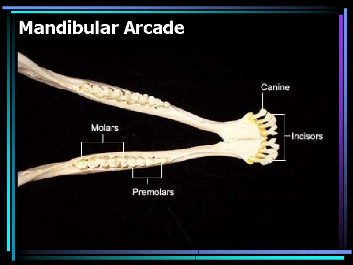Mandibular Arcade 