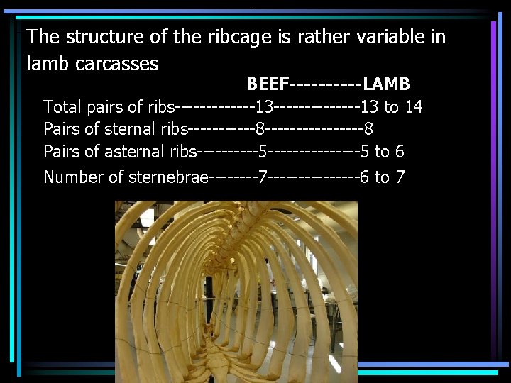 The structure of the ribcage is rather variable in lamb carcasses BEEF-----LAMB Total pairs