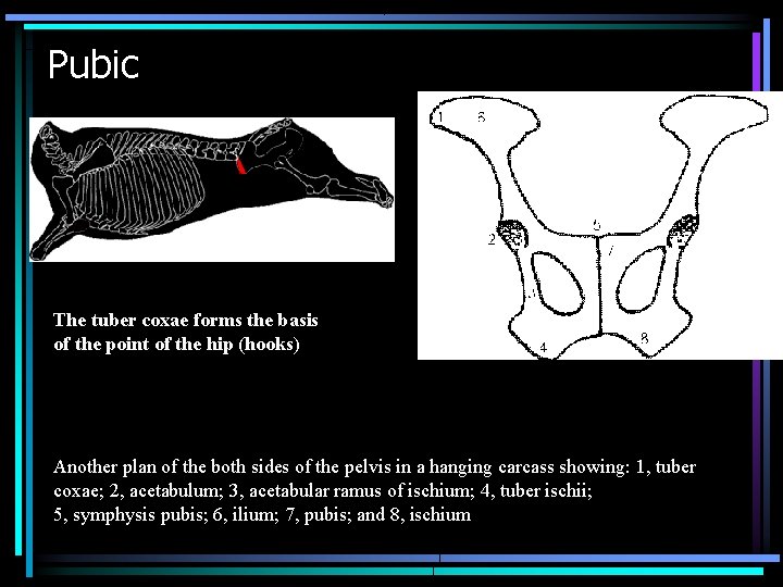 Pubic The tuber coxae forms the basis of the point of the hip (hooks)