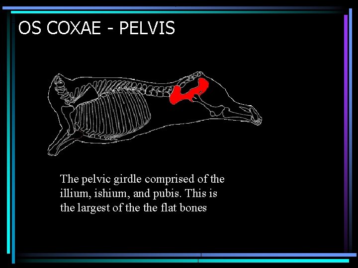 OS COXAE - PELVIS The pelvic girdle comprised of the illium, ishium, and pubis.