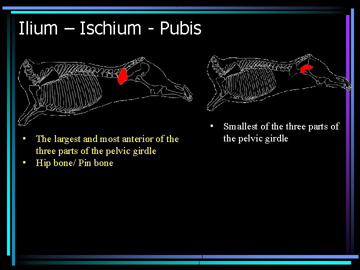 Ilium – Ischium - Pubis • The largest and most anterior of the three