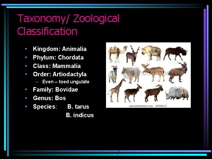 Taxonomy/ Zoological Classification • • Kingdom: Animalia Phylum: Chordata Class: Mammalia Order: Artiodactyla –