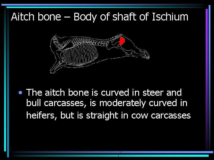 Aitch bone – Body of shaft of Ischium • The aitch bone is curved