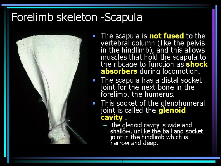 Forelimb skeleton -Scapula • The scapula is not fused to the vertebral column (like