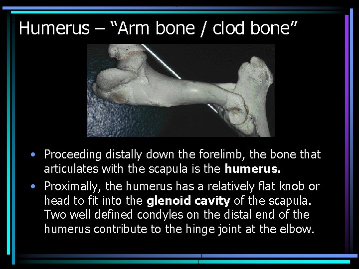 Humerus – “Arm bone / clod bone” • Proceeding distally down the forelimb, the