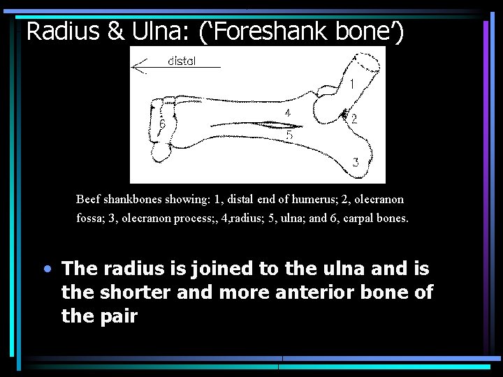 Radius & Ulna: (‘Foreshank bone’) Beef shankbones showing: 1, distal end of humerus; 2,