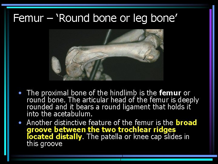 Femur – ‘Round bone or leg bone’ • The proximal bone of the hindlimb