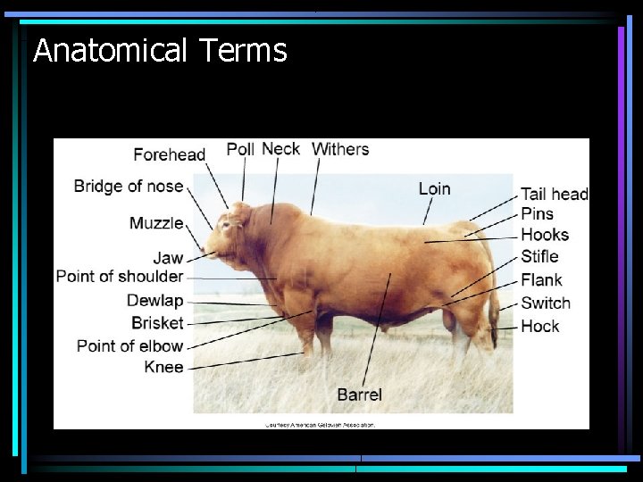 Anatomical Terms 