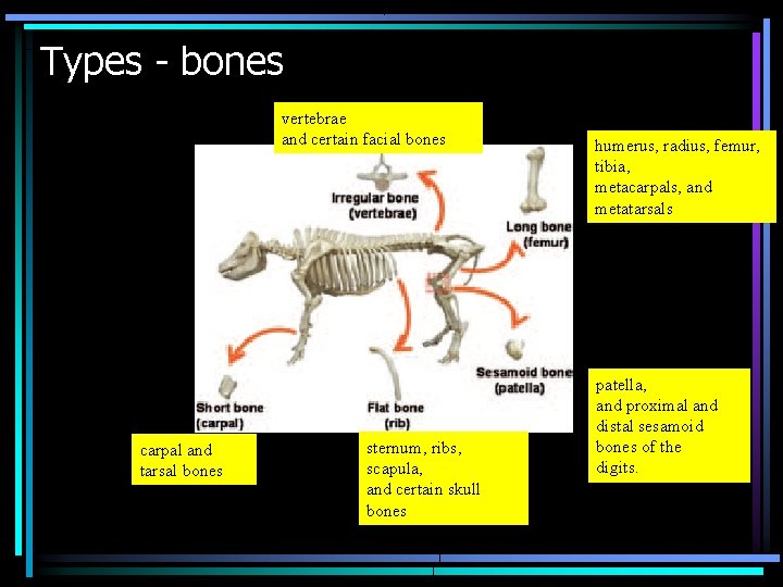 Types - bones vertebrae and certain facial bones carpal and tarsal bones sternum, ribs,