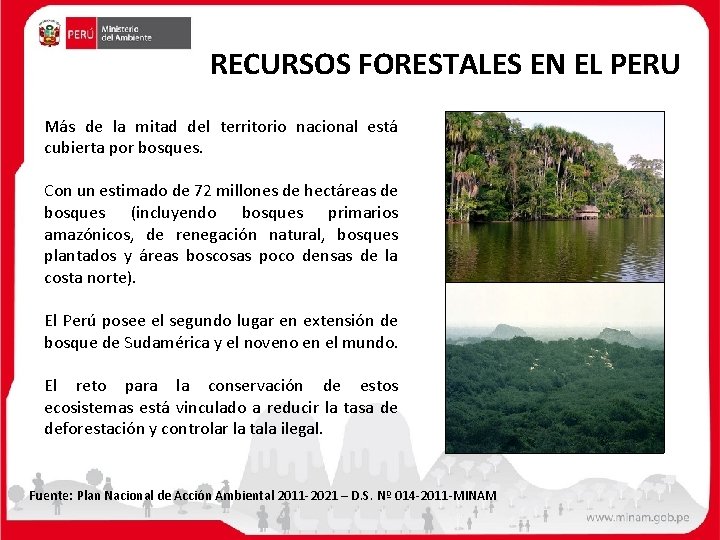 RECURSOS FORESTALES EN EL PERU Más de la mitad del territorio nacional está cubierta