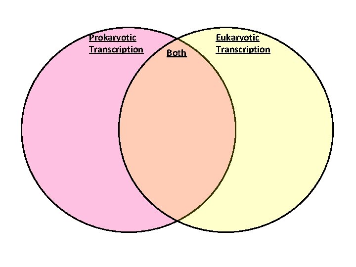 Prokaryotic Transcription Both Eukaryotic Transcription 