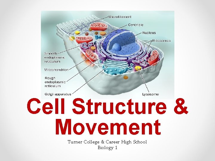 Cell Structure & Movement Turner College & Career High School Biology 1 