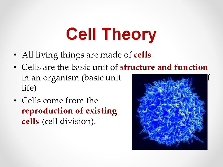 Cell Theory • All living things are made of cells. • Cells are the