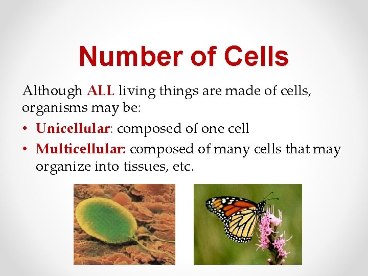 Number of Cells Although ALL living things are made of cells, organisms may be: