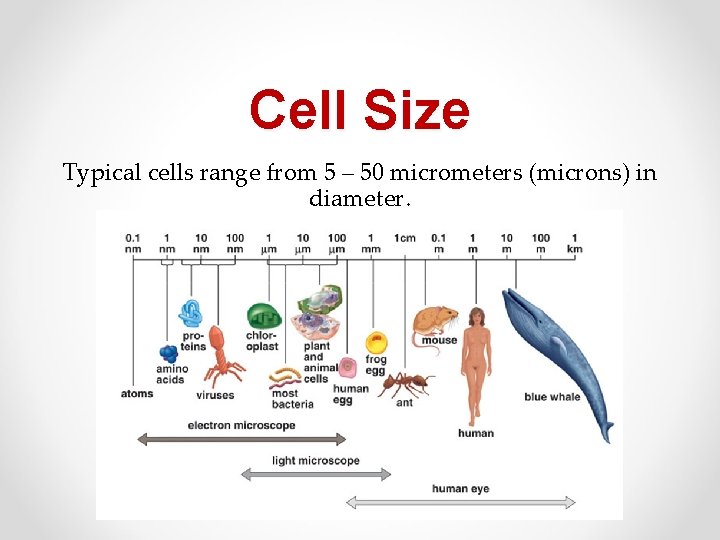 Cell Size Typical cells range from 5 – 50 micrometers (microns) in diameter. 