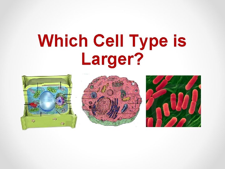 Which Cell Type is Larger? 