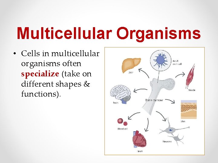 Multicellular Organisms • Cells in multicellular organisms often specialize (take on different shapes &