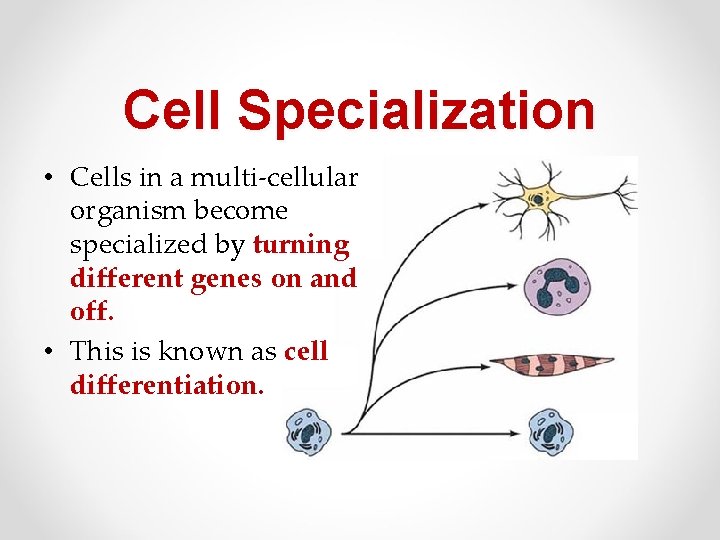 Cell Specialization • Cells in a multi-cellular organism become specialized by turning different genes