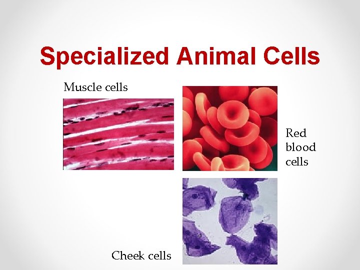 Specialized Animal Cells Muscle cells Red blood cells Cheek cells 