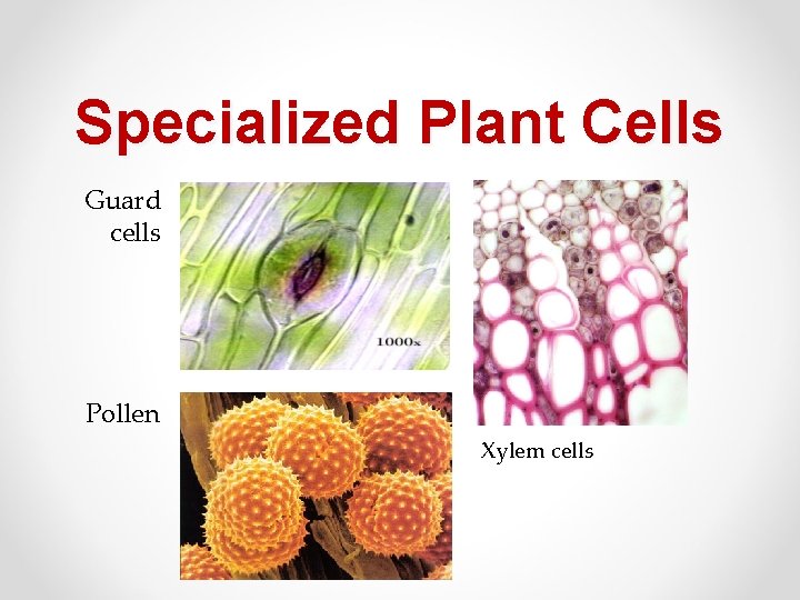 Specialized Plant Cells Guard cells Pollen Xylem cells 