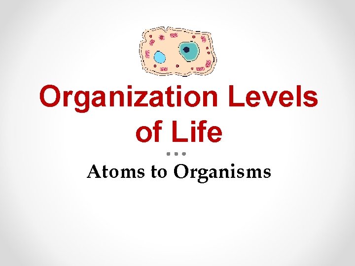 Organization Levels of Life Atoms to Organisms 