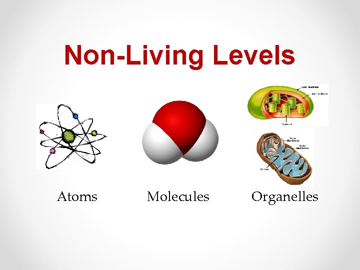 Non-Living Levels Atoms Molecules Organelles 
