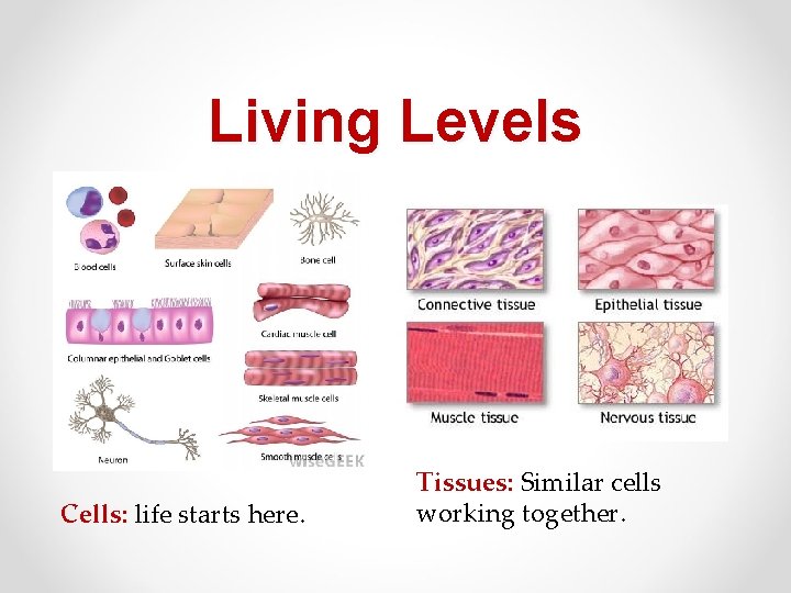 Living Levels Cells: life starts here. Tissues: Similar cells working together. 