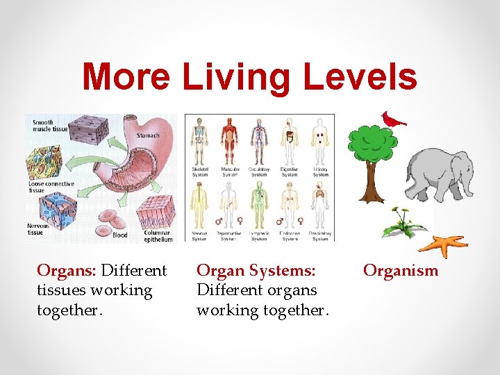 More Living Levels Organs: Different tissues working together. Organ Systems: Different organs working together.
