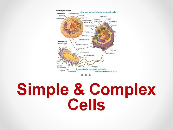 Simple & Complex Cells 