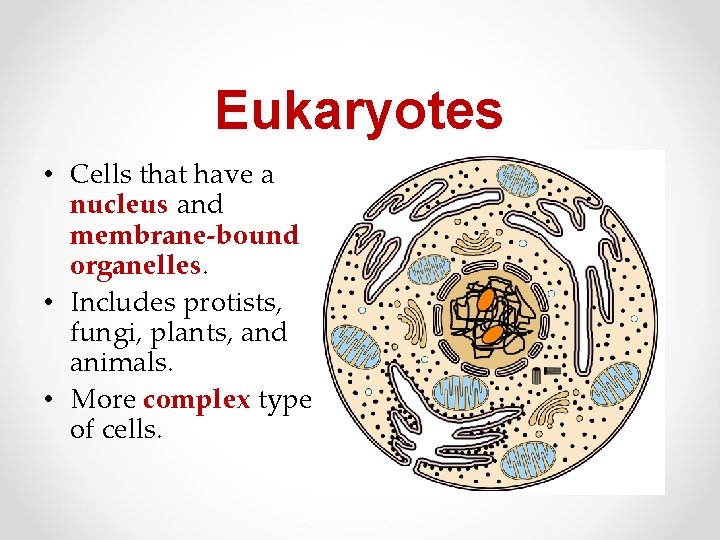 Eukaryotes • Cells that have a nucleus and membrane-bound organelles. • Includes protists, fungi,