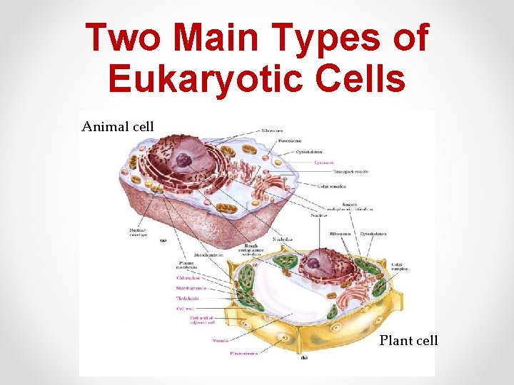Two Main Types of Eukaryotic Cells Animal cell Plant cell 