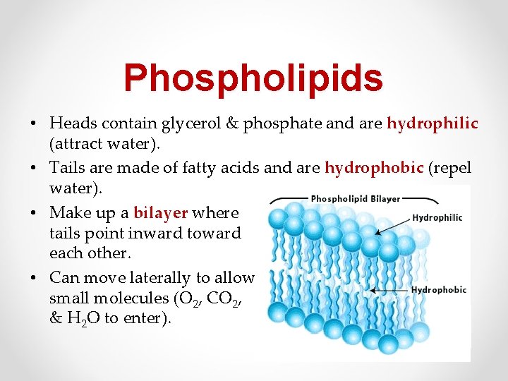 Phospholipids • Heads contain glycerol & phosphate and are hydrophilic (attract water). • Tails