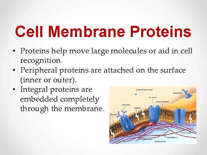 Cell Membrane Proteins • Proteins help move large molecules or aid in cell recognition.