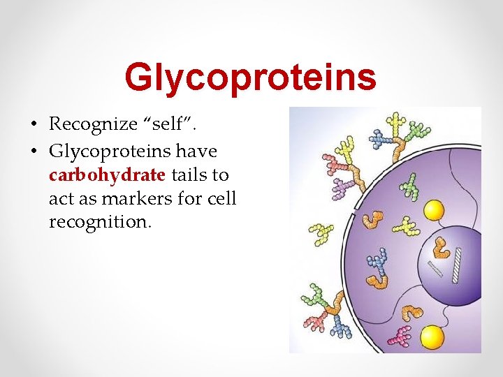 Glycoproteins • Recognize “self”. • Glycoproteins have carbohydrate tails to act as markers for