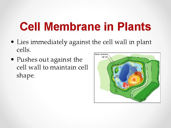 Cell Membrane in Plants • Lies immediately against the cell wall in plant cells.