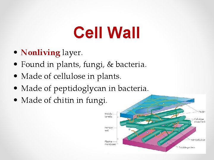 Cell Wall • • • Nonliving layer. Found in plants, fungi, & bacteria. Made