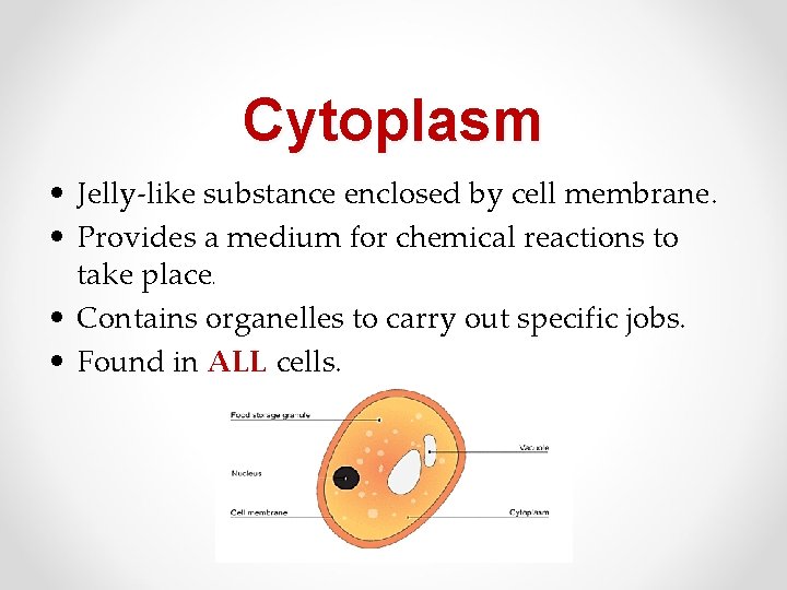 Cytoplasm • Jelly-like substance enclosed by cell membrane. • Provides a medium for chemical