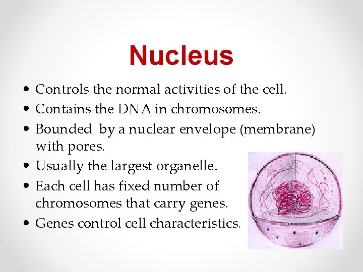 Nucleus • Controls the normal activities of the cell. • Contains the DNA in