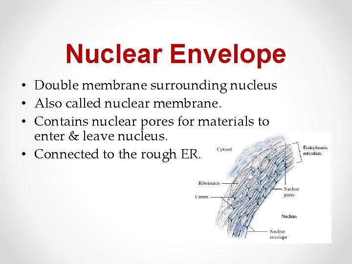 Nuclear Envelope • Double membrane surrounding nucleus • Also called nuclear membrane. • Contains